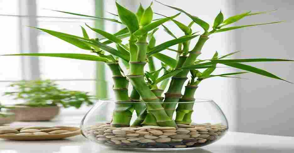 Lucky Bamboo Plant