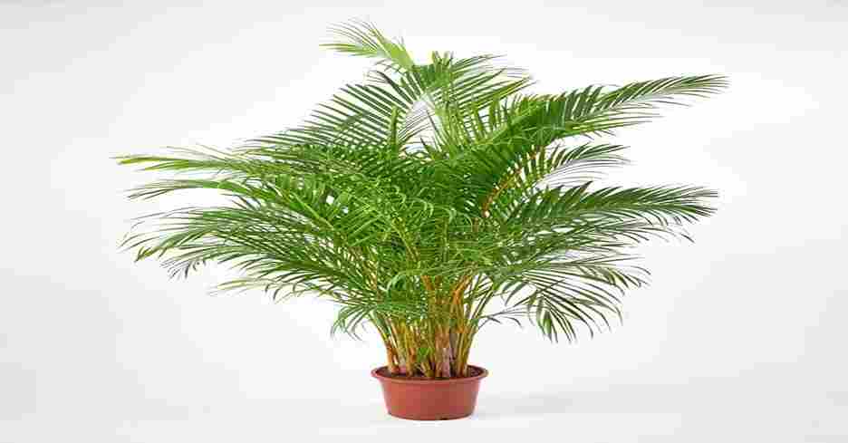 Areca Palm Plant