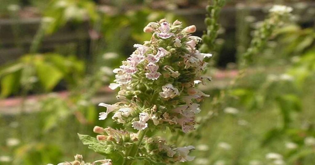 Catnip