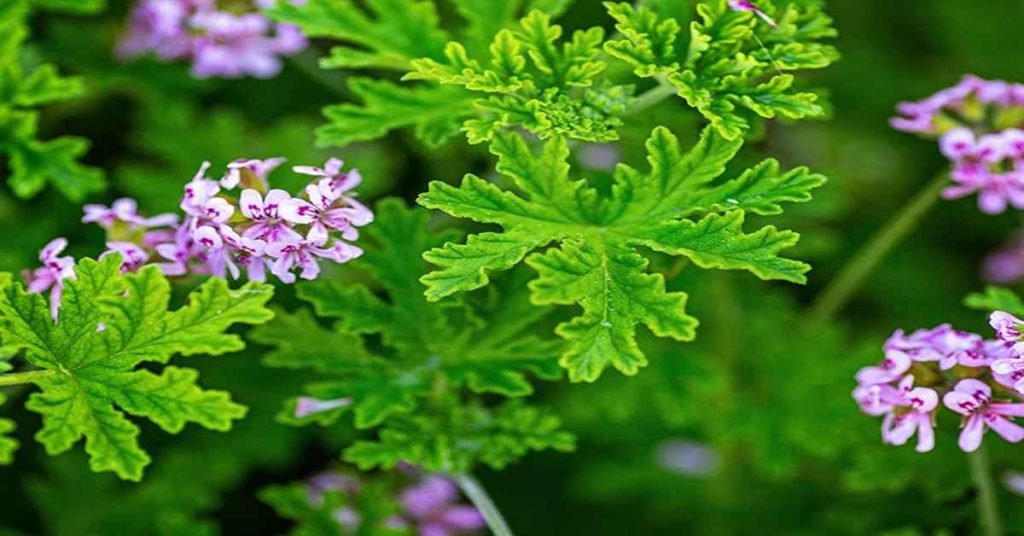 Citronella Plant