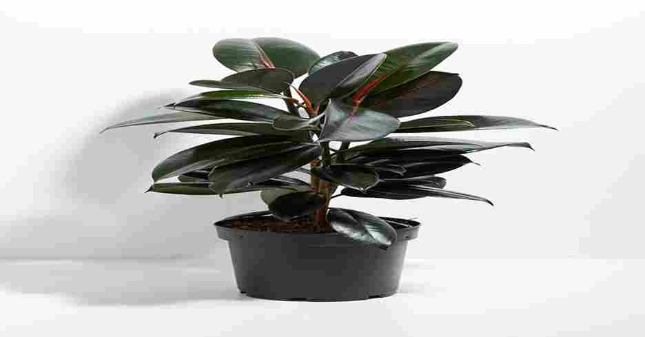 Rubber Plant