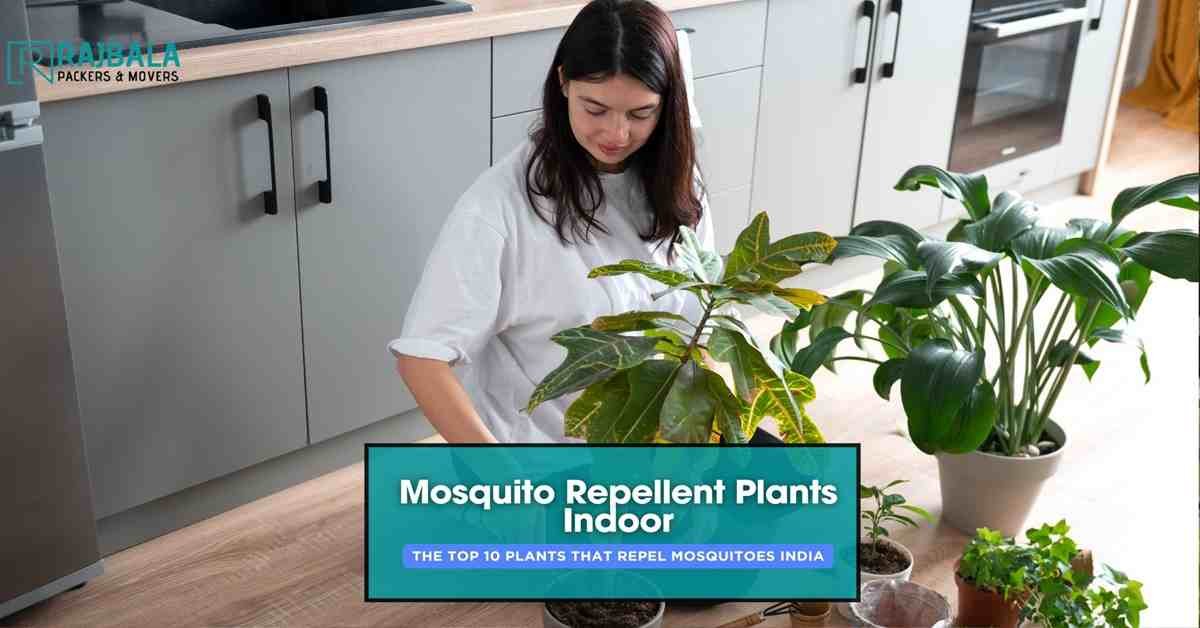plants caring
