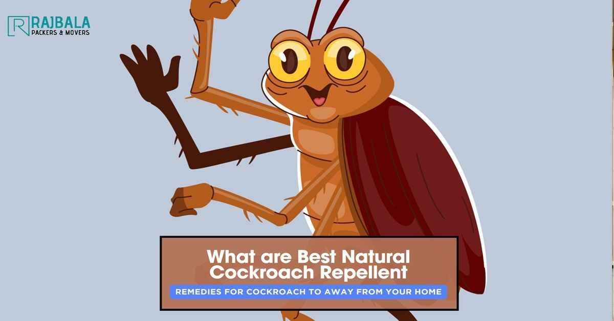 cockroach