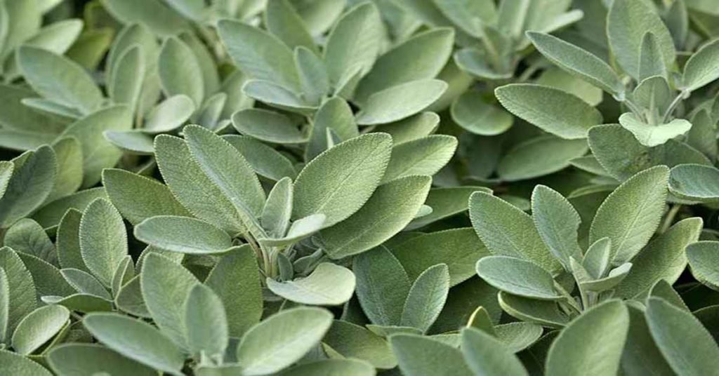 sage
