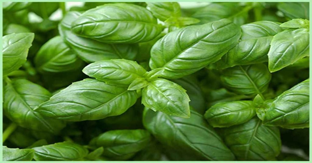Basil