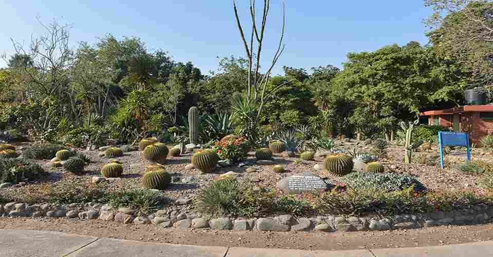 CACTUS GARDEN