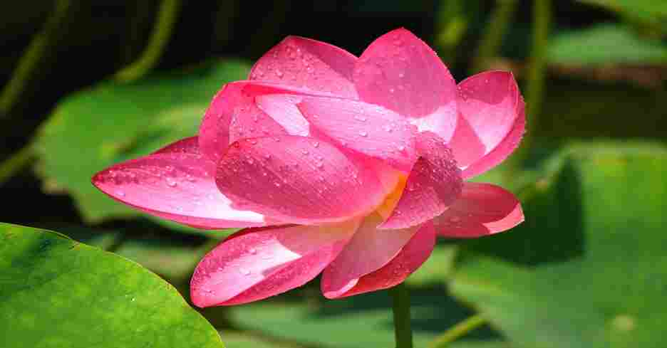 lotus plant