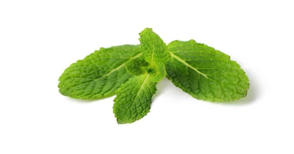 Mint Plant