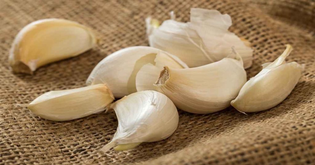 Garlic