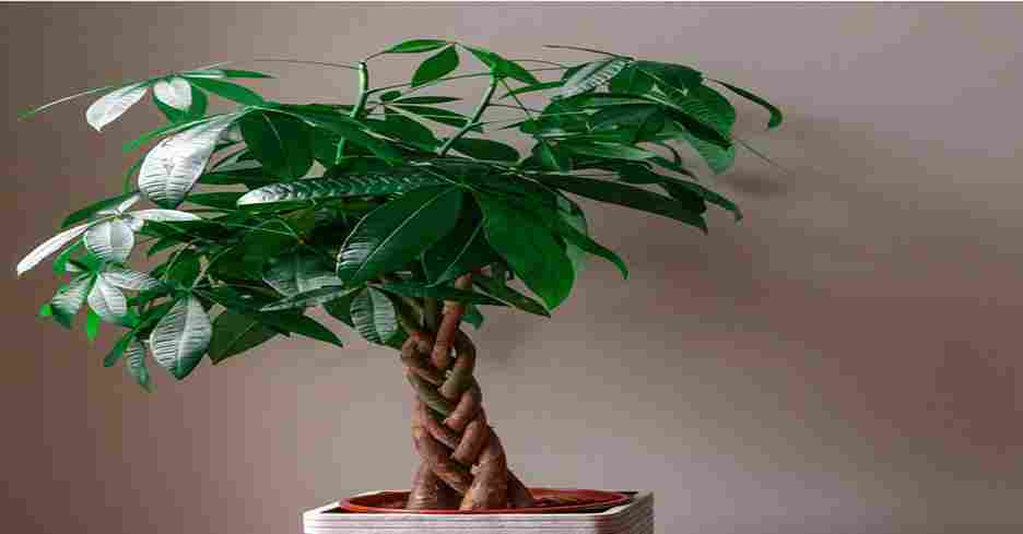 Pachira Money Plant