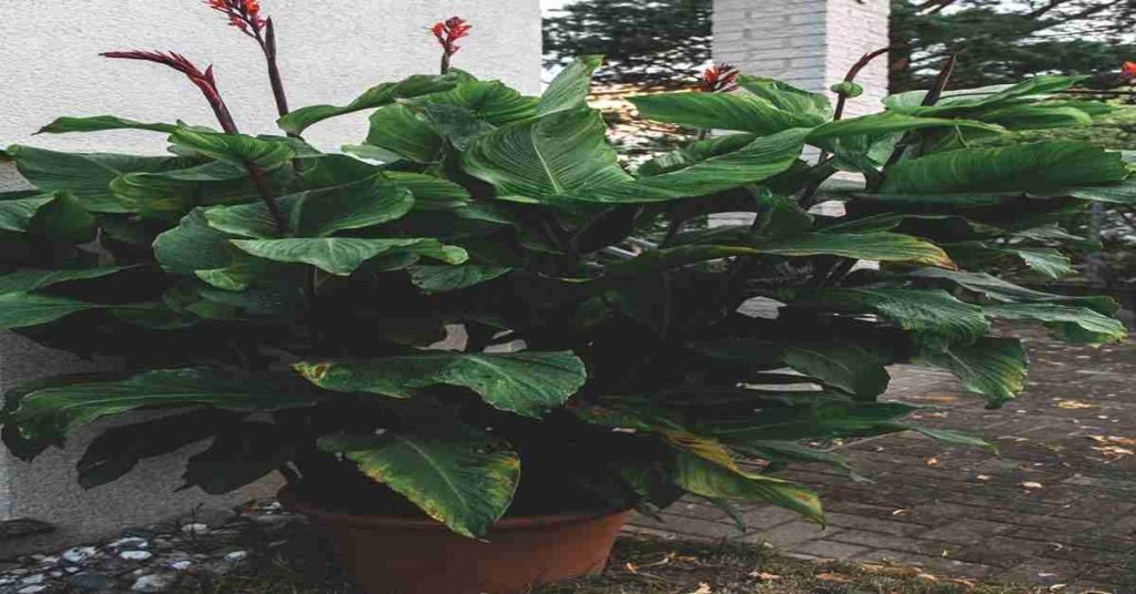 plants