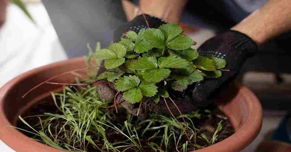 plants