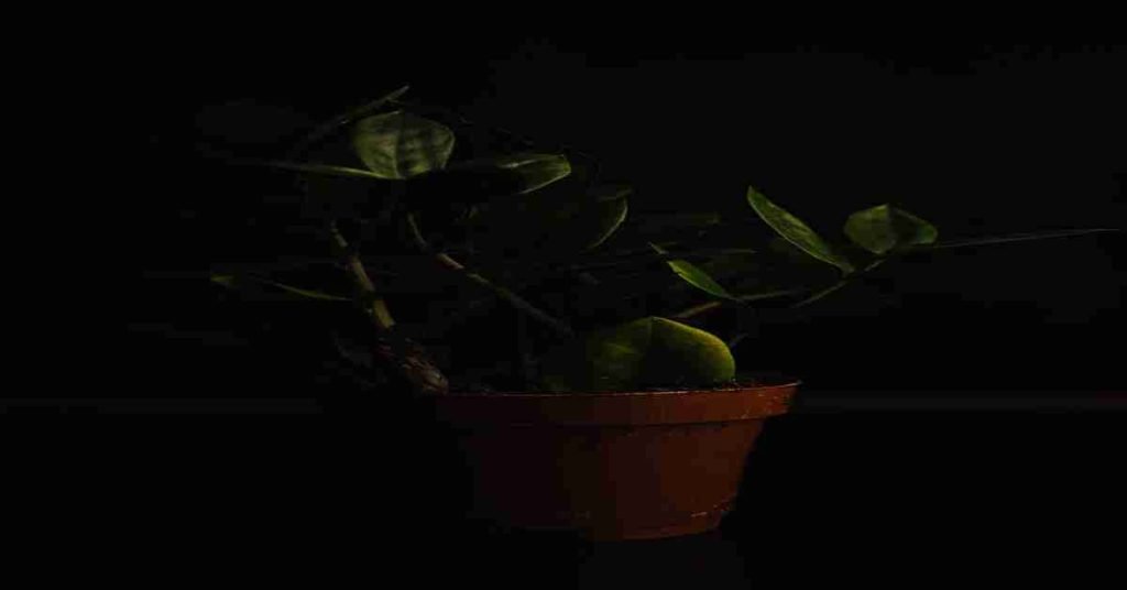 plants