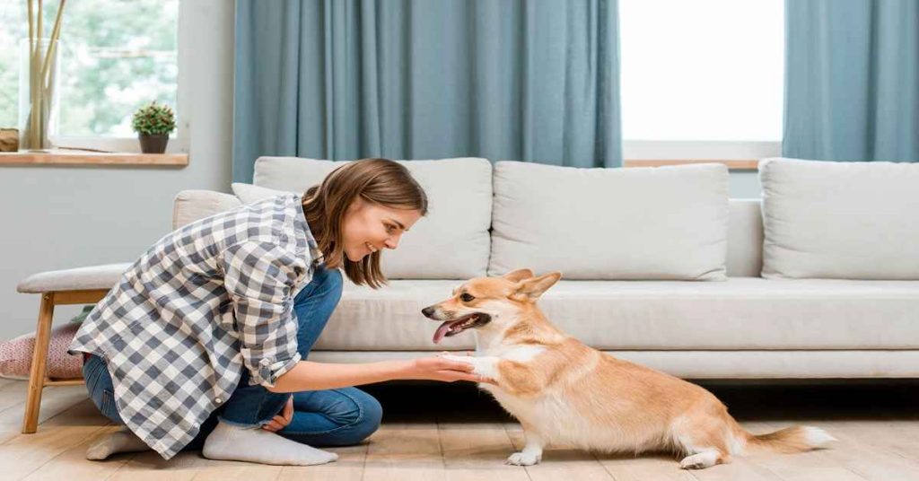dog playing