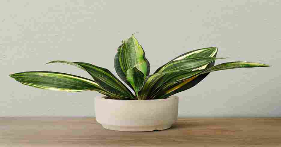 Snake Plant