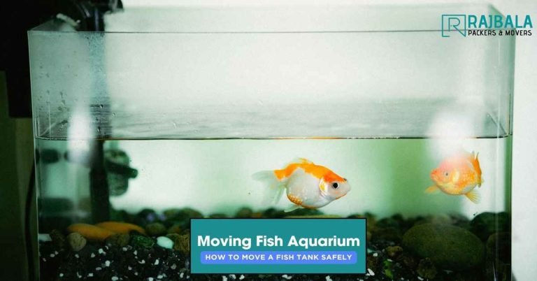 Fish Aquarium