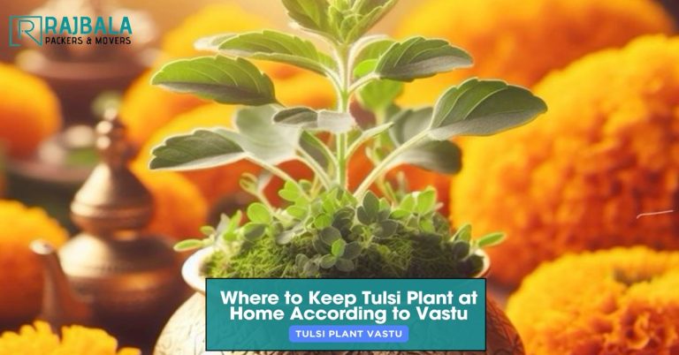 tulsi plant