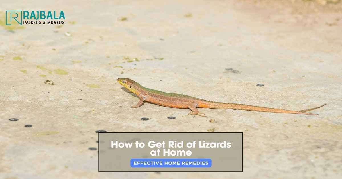 how to get rid of lizards at home