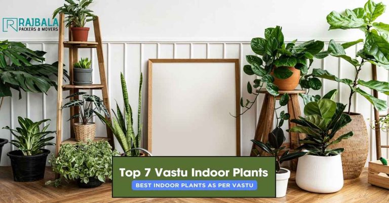 plants