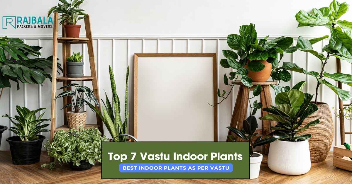 plants